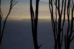 Silhouette trees & shoreline at Discovery Park -7W8A3314